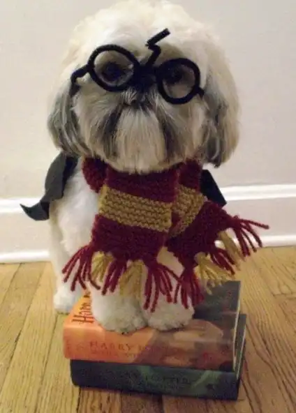 Гарри Поттер по-собачьи.