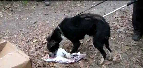 На Николаевщине собака прожила в выгребной яме 4 года