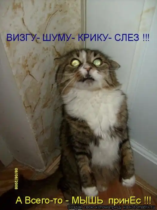 Лучшие котоматрицы недели