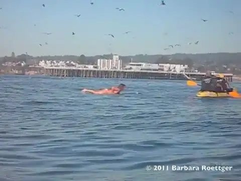 Surfer Almost Swallowed by Whale