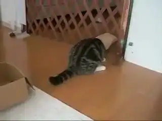 Смешной кот :))