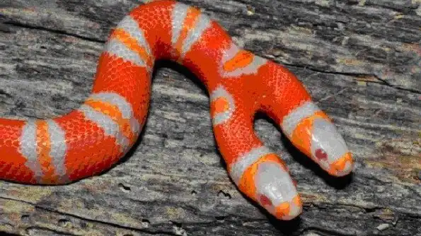 Во Флориде родилась двухголовая змея-альбинос
