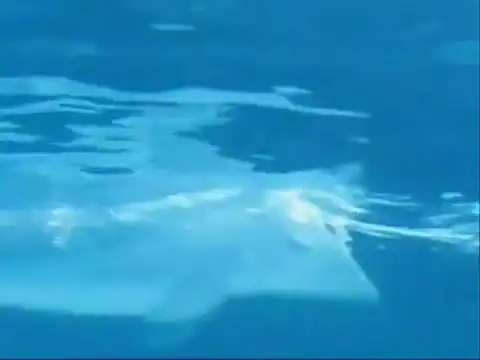 Дельфин играет с кольцами воздуха