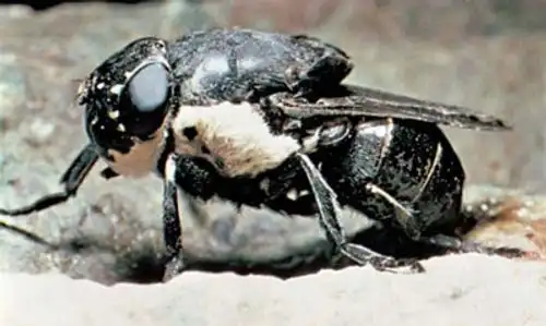 Самая опасная муха в мире (ЖЕСТЬ)