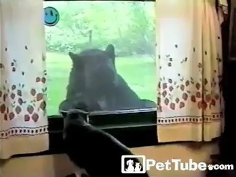 Кошак и медведь))