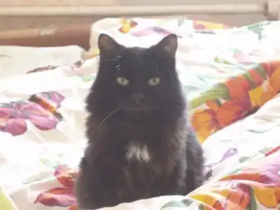 Черный котик в поисках хозяев