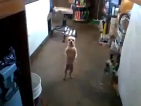 Самая смешная танцующая собака в мире