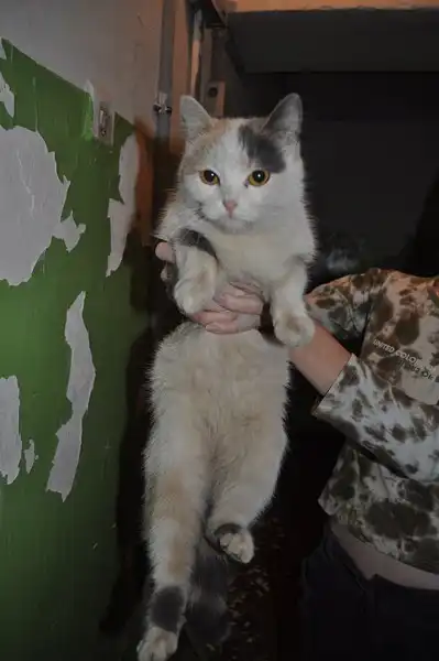 Белоснежная Кошь с необыкновенным хвостом!