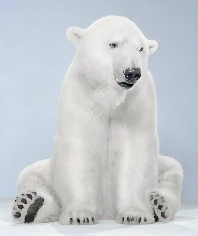 Ми-ми-мишки