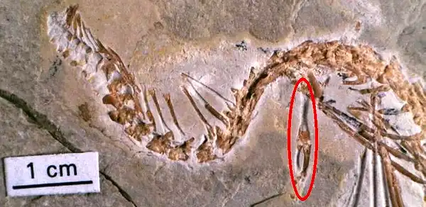 В Ливане нашли скелет змеи с одной ногой (фото +видео)