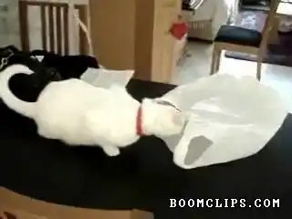 Кот и пакет