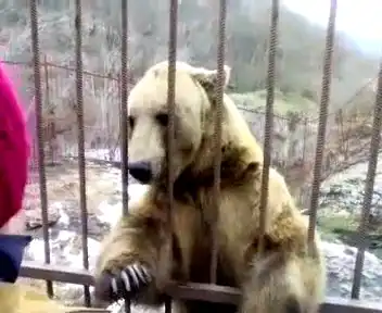 Застенчивый медведь