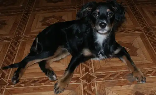 Найден щенок