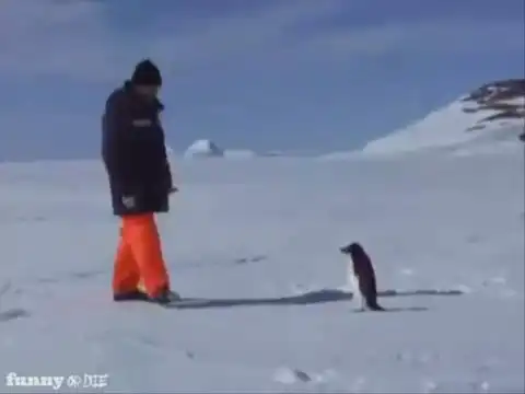 Человек против пингвина