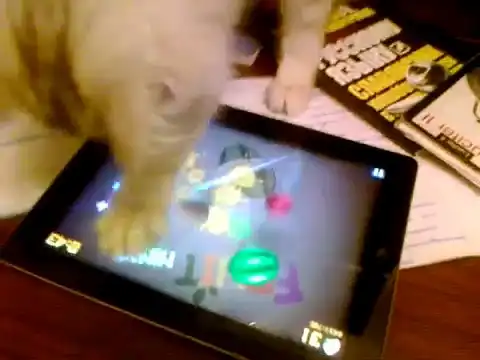Кот, который обставит вас в игры на iPad