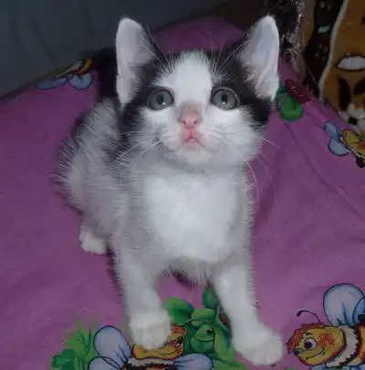 Котёнок-бельчонок (Джерри, 2 месяца)