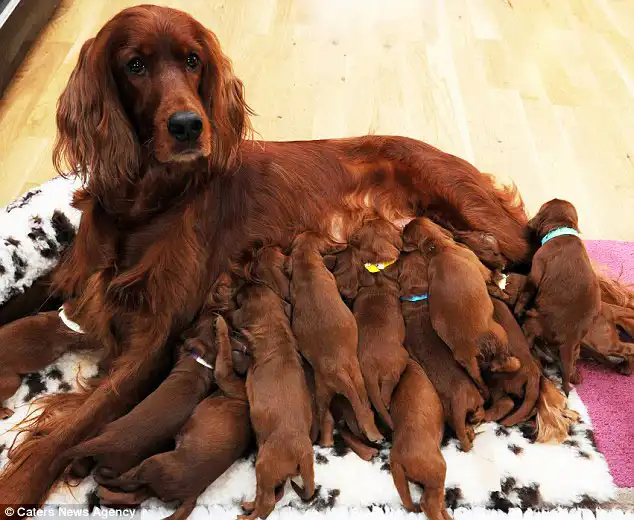 15 щенков от мамы Роми (мини пост)
