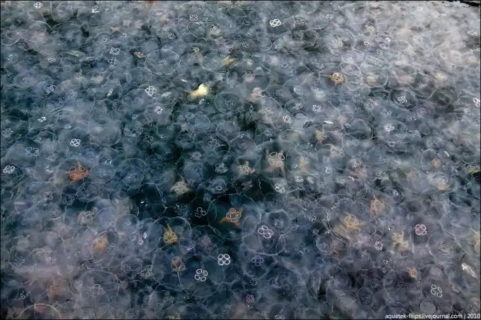 Нашествие медуз на Балаклаву