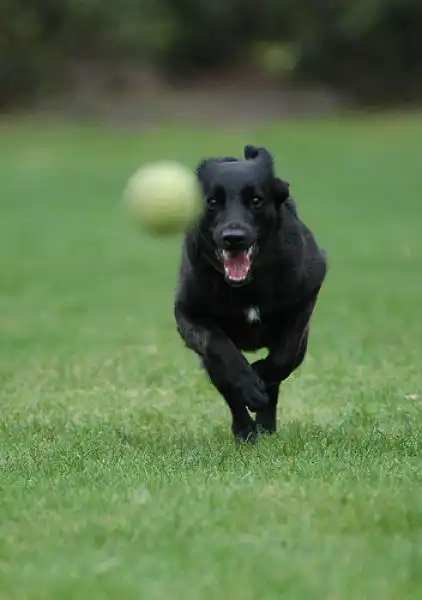 Собаки с теннисными мячиками