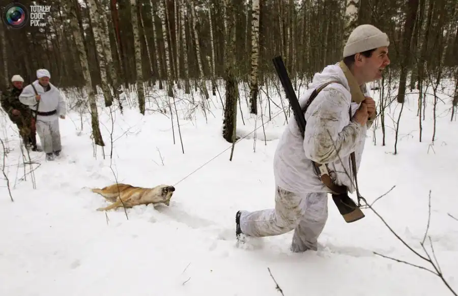 Охота на волков в Чернобыльской зоне