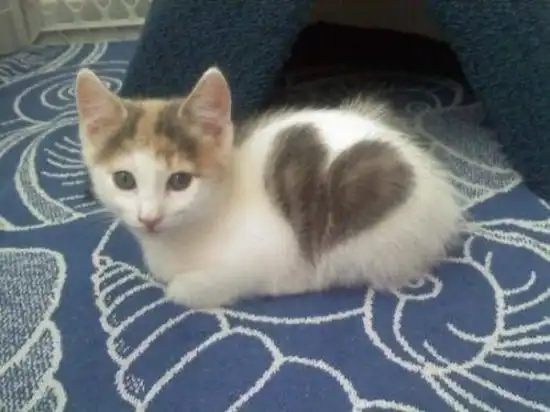 Коты с сердечками