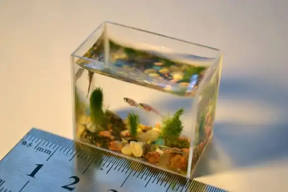 Крошечный аквариум с рыбками