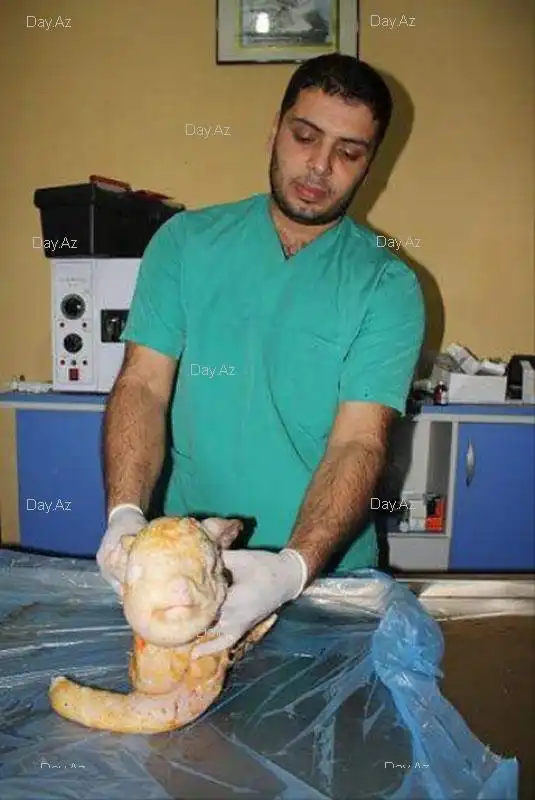 В Турции родился ягненок с человеческим лицом
