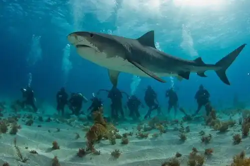 Среди акул