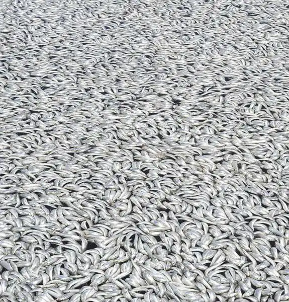 Миллионы мертвых рыб