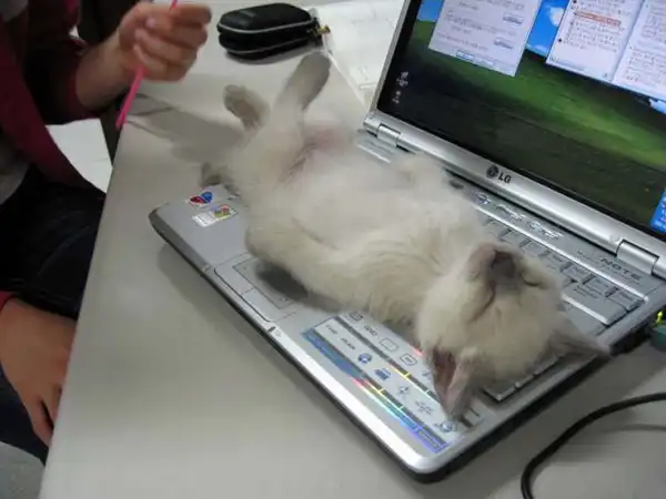 Необъяснимая любовь кошек к клавиатурам