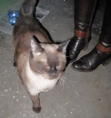 сиамский кошачий в подъезде