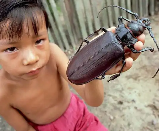 Крупнейшие насекомые планеты