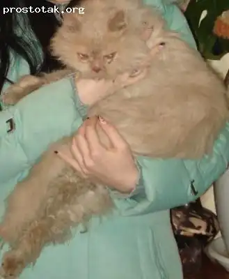 Найдена кошка перс.
