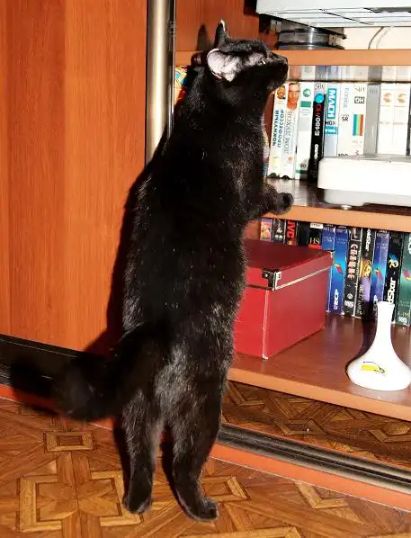 Ласковая кошка Полина-Линочка
