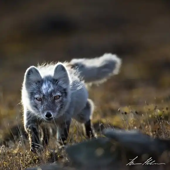 Братья наши меньшие