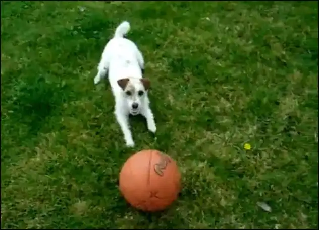 Собачка и баскетбольный мячик