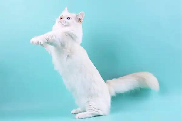 Коротколапые коты манчкины + video
