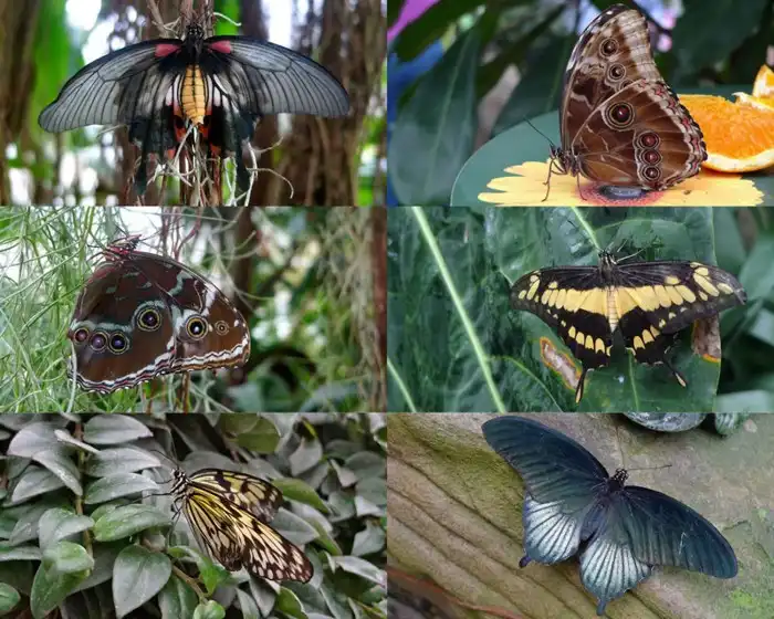 Выставка бабочек в саду Уизли