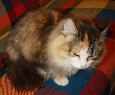 Трехцветная пушистая кошечка