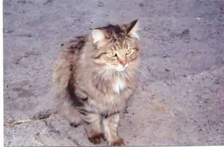 Шикарный классический сибирский кот - красавец в добрые руки!!!