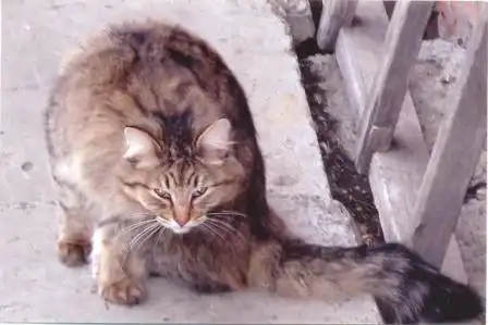 Шикарный классический сибирский кот - красавец в добрые руки!!!