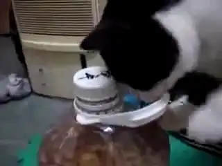 Кот научился сам добывать корм