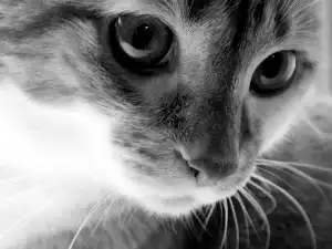 10 распространённых мифов о кошках