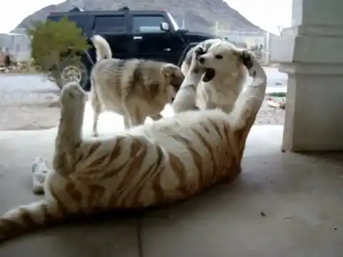 Тигр и пара собак