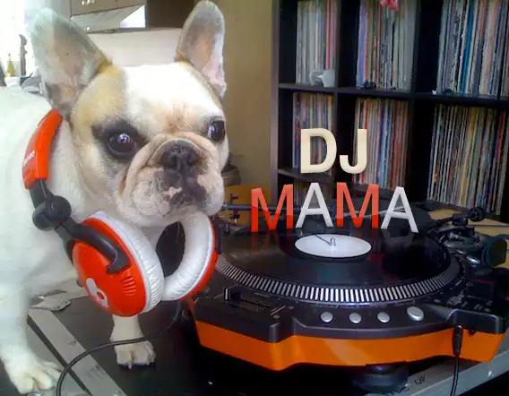 DJ MAMA - французский бульдог диджей