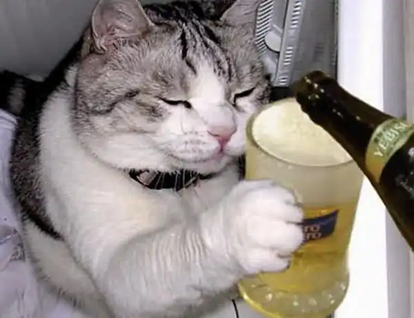 Кошки, которые любят пиво