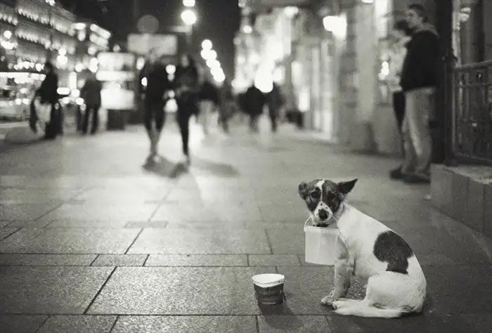 Потрясающие фотографии животных