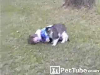 Кот толкает ребенка и не дает ему встать
