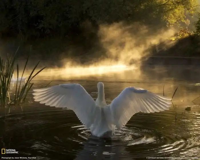 Красивые фотографии лебедей