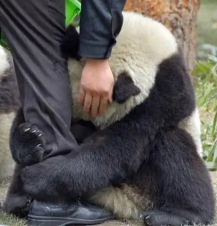 Спасение панд после землетрясения в Японии (19 фото)